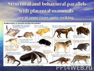 Structural and behavioral parallels with placental mammals are in some cases qui