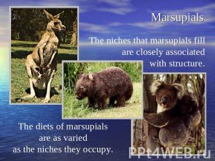 Marsupials The niches that marsupials fill are closely associated with structure