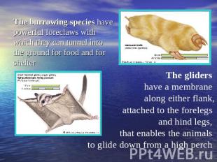 The burrowing species have powerful foreclaws with which they can tunnel into th