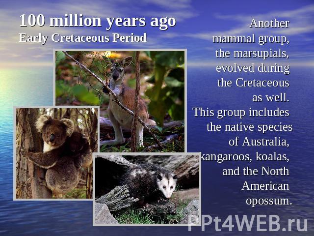 100 million years agoEarly Cretaceous Period Another mammal group, the marsupials, evolved during the Cretaceous as well. This group includes the native speciesof Australia, kangaroos, koalas, and the North American opossum.