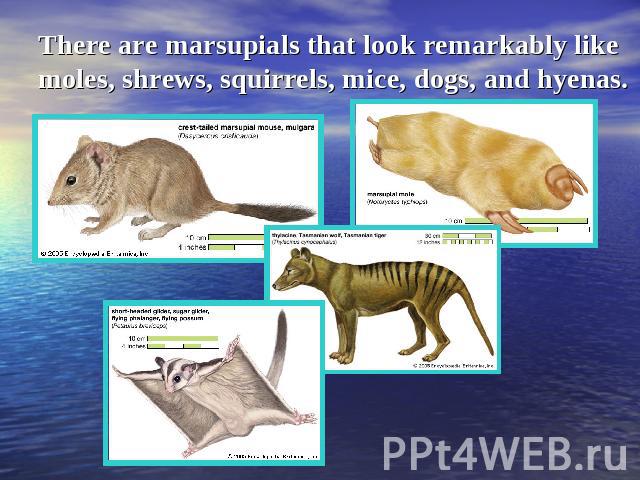 There are marsupials that look remarkably like moles, shrews, squirrels, mice, dogs, and hyenas.