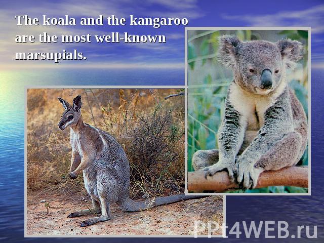 The koala and the kangaroo are the most well-known marsupials.