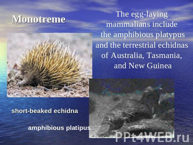 Monotreme The egg-laying mammalians include the amphibious platypusand the terrestrial echidnas of Australia, Tasmania, and New Guinea short-beaked echidna