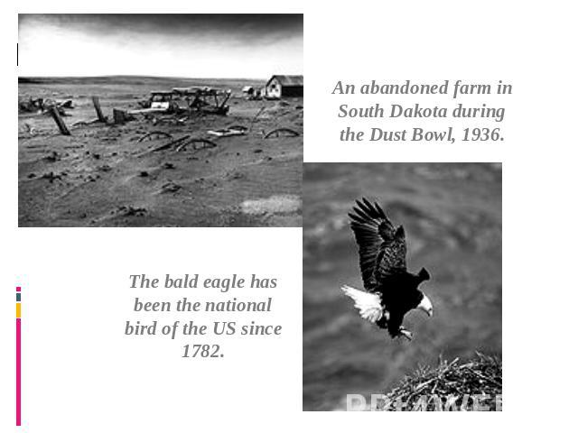 An abandoned farm in South Dakota during the Dust Bowl, 1936. The bald eagle has been the national bird of the US since 1782.