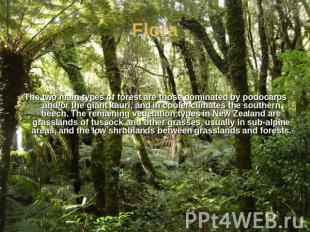 The two main types of forest are those dominated by podocarps and/or the giant k