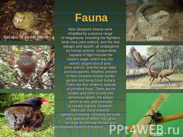 Fauna New Zealand's forests were inhabited by a diverse range of megafauna, including the flightless birds moa (now extinct), and the kiwi, kakapo and takahē, all endangered by human actions. Unique birds capable of flight include the Haast's eagle,…