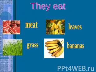 They eat meat grass leaves bananas
