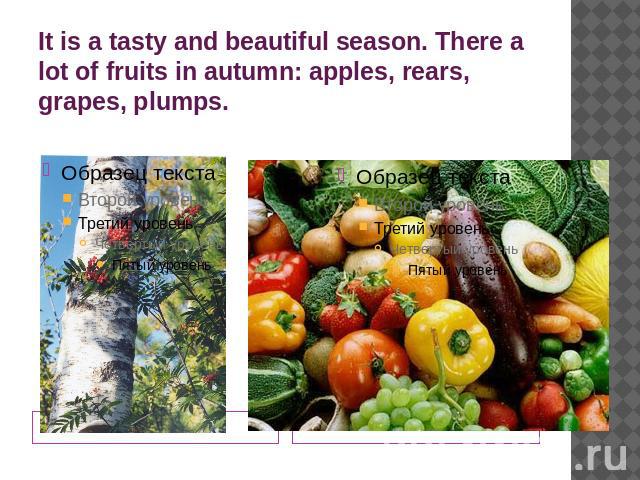 It is a tasty and beautiful season. There a lot of fruits in autumn: apples, rears, grapes, plumps.