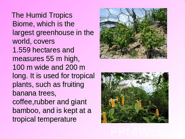 The Humid Tropics Biome, which is the largest greenhouse in the world, covers 1.559 hectares and measures 55 m high, 100 m wide and 200 m long. It is used for tropical plants, such as fruiting banana trees, coffee,rubber and giant bamboo, and is kep…