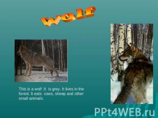 wolf This is a wolf .It is grey. It lives in the forest. It eats cows, sheep and