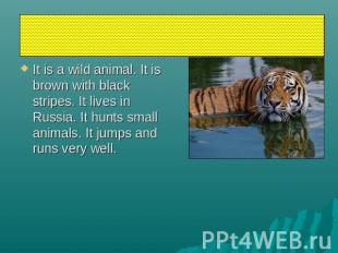 tiger It is a wild animal. It is brown with black stripes. It lives in Russia. I