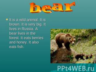 bear It is a wild animal. It is brown. It is very big. It lives in Russia. A bea