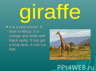 giraffe It is a wild animal. It lives in Africa. It is orange and white with bla