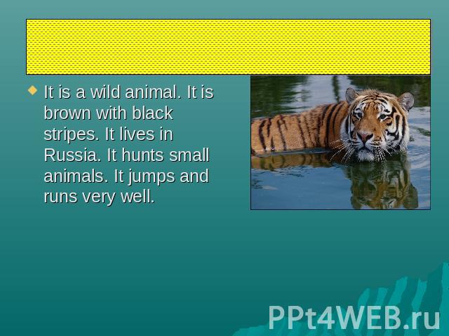 tiger It is a wild animal. It is brown with black stripes. It lives in Russia. It hunts small animals. It jumps and runs very well.