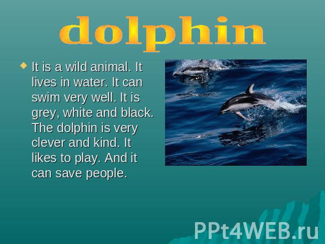 dolphin It is a wild animal. It lives in water. It can swim very well. It is grey, white and black. The dolphin is very clever and kind. It likes to play. And it can save people.