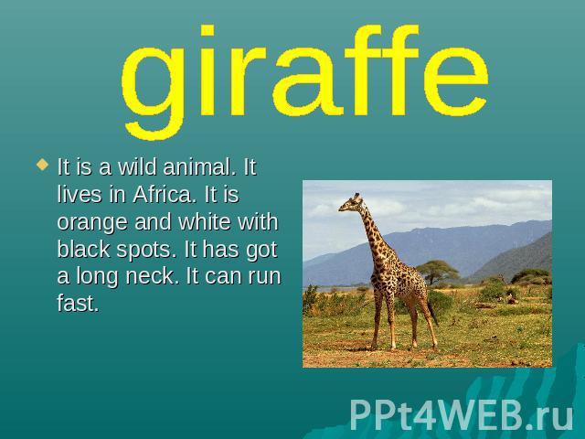 giraffe It is a wild animal. It lives in Africa. It is orange and white with black spots. It has got a long neck. It can run fast.