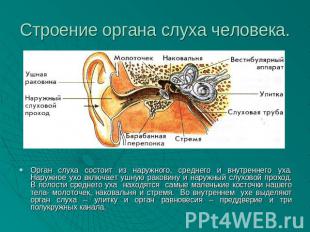 Строение органа слуха человека. Орган слуха состоит из наружного, среднего и вну