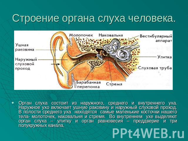 Строение органа слуха человека. Орган слуха состоит из наружного, среднего и внутреннего уха. Наружное ухо включает ушную раковину и наружный слуховой проход. В полости среднего уха находятся самые маленькие косточки нашего тела- молоточек, наковаль…