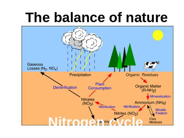 The balance of nature Nitrogen cycle