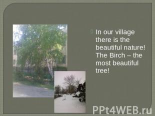 In our village there is the beautiful nature! The Birch – the most beautiful tre