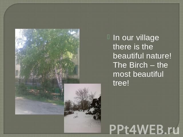In our village there is the beautiful nature! The Birch – the most beautiful tree!
