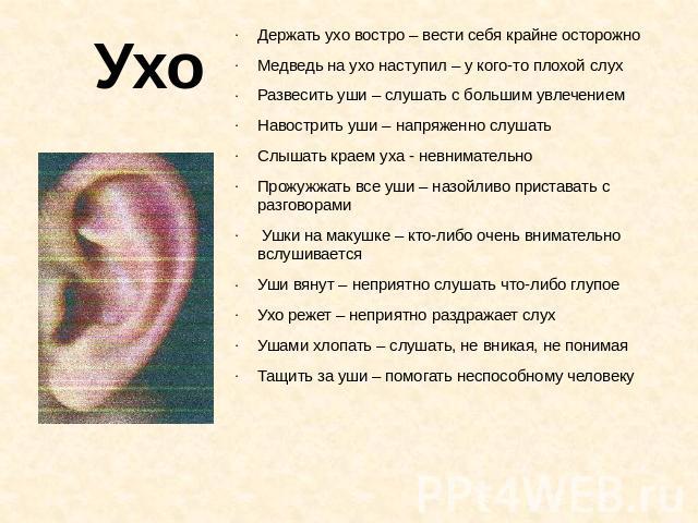 Ухо Держать ухо востро – вести себя крайне осторожноМедведь на ухо наступил – у кого-то плохой слухРазвесить уши – слушать с большим увлечениемНавострить уши – напряженно слушатьСлышать краем уха - невнимательноПрожужжать все уши – назойливо пристав…