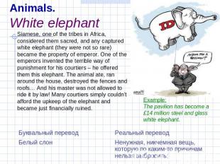 Animals.White elephant Siamese, one of the tribes in Africa, considered them sac