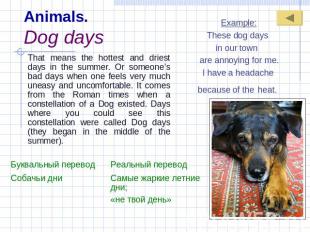 Animals.Dog days Example:These dog days in our town are annoying for me.I have a