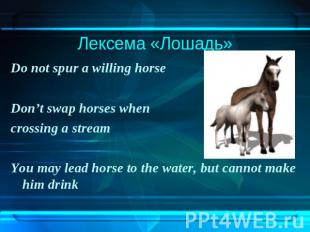Лексема «Лошадь»Do not spur a willing horse Don’t swap horses when crossing a st