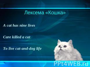 Лексема «Кошка»A cat has nine livesCare killed a catTo live cat-and-dog life