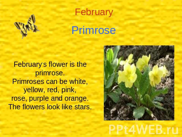 Primrose February,s flower is the primrose.Primroses can be white, yellow, red, pink,rose, purple and orange.The flowers look like stars.