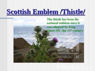 Scottish Emblem /Thistle/ The thistle has been the national emblem since it was