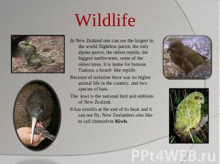 Wildlife In New Zealand one can see the largest in the world flightless parrot,