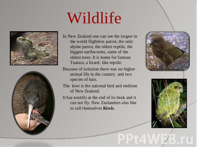Wildlife In New Zealand one can see the largest in the world flightless parrot, the only alpine parrot, the oldest reptile, the biggest earthworms, some of the oldest trees. It is home for famous Tuatara, a lizard- like reptile. Because of isolation…