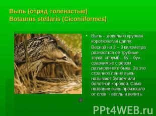 Выпь (отряд голенастые) Botaurus stellaris (Ciconiiformes) Выпь – довольно крупн