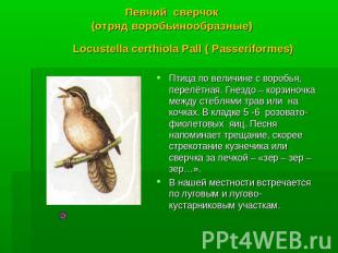 Певчий сверчок (отряд воробьинообразные) Locustella certhiola Pall ( Passeriform