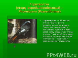 Горихвостка (отряд воробьинообразные) – Phoenicurus (Passeriformes) Горихвостка