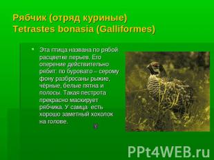 Рябчик (отряд куриные) Tetrastes bonasia (Galliformes) Эта птица названа по рябо