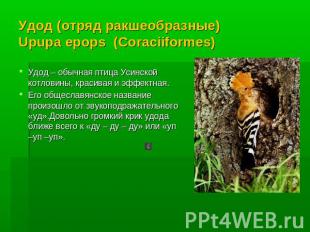Удод (отряд ракшеобразные)Upupa epops (Coraciiformes) Удод – обычная птица Усинс