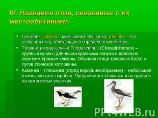 IV. Названия птиц, связанные с их местообитанием. Грязовик, каменка, камышевка,