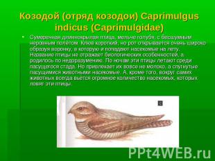 Козодой (отряд козодои) Caprimulgus indicus (Caprimulgidae) Сумеречная длиннокры