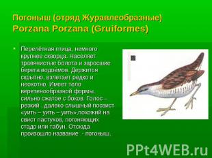 Погоныш (отряд Журавлеобразные) Porzana Porzana (Gruiformes) Перелётная птица, н