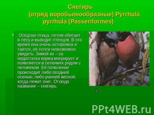 Снегирь (отряд воробьинообразные) Pyrrhula pyrrhula (Passeriformes) Оседлая птиц