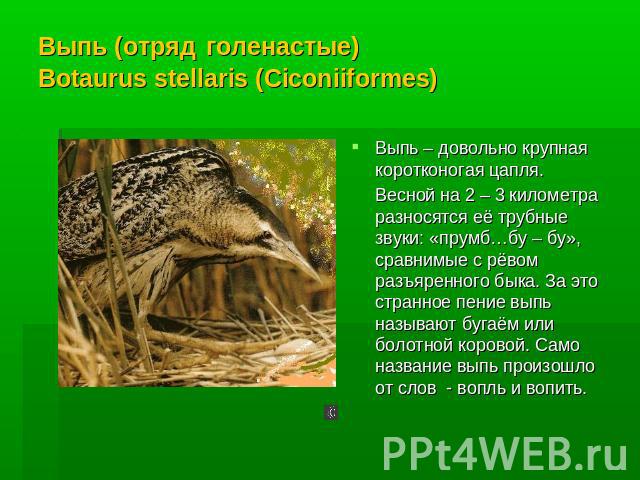 Выпь (отряд голенастые) Botaurus stellaris (Ciconiiformes) Выпь – довольно крупная коротконогая цапля. Весной на 2 – 3 километра разносятся её трубные звуки: «прумб…бу – бу», сравнимые с рёвом разъяренного быка. За это странное пение выпь называют б…