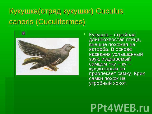 Кукушка(отряд кукушки) Cuculus canoris (Cuculiformes) Кукушка – стройная длиннохвостая птица, внешне похожая на ястреба. В основе названия услышанный звук, издаваемый самцом «ку – ку – ку»,которым он привлекает самку. Крик самки похож на утробный хохот.