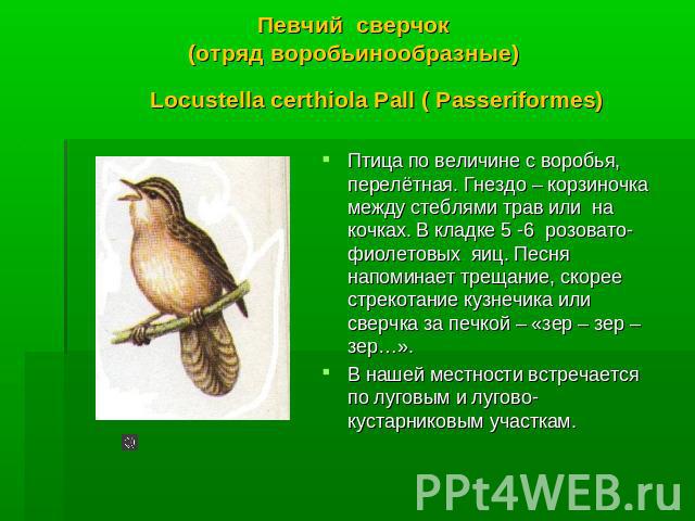 Певчий сверчок (отряд воробьинообразные) Locustella certhiola Pall ( Passeriformes) Птица по величине c воробья, перелётная. Гнездо – корзиночка между стеблями трав или на кочках. В кладке 5 -6 розовато-фиолетовых яиц. Песня напоминает трещание, ско…