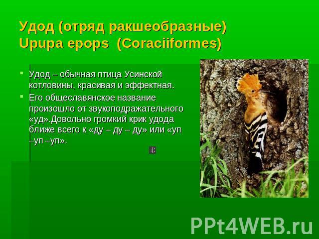 Удод (отряд ракшеобразные)Upupa epops (Coraciiformes) Удод – обычная птица Усинской котловины, красивая и эффектная.Его общеславянское название произошло от звукоподражательного «уд».Довольно громкий крик удода ближе всего к «ду – ду – ду» или «уп –…