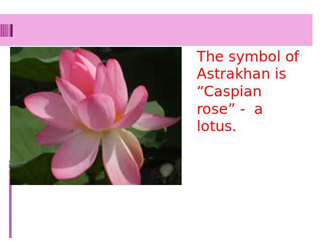 The symbol of Astrakhan is “Caspian rose” - a lotus.