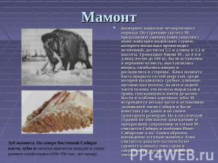 Мамонт Зуб мамонта. Па севере Восточной Сибири кости, зубы и скелеты мамонтов на