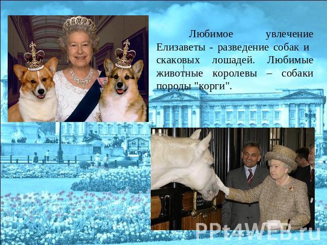 Любимое увлечение Елизаветы - разведение собак и скаковых лошадей. Любимые животные королевы – собаки породы 